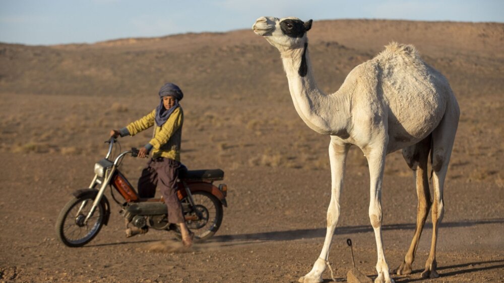 Túto ťavu si zamilujete – do kín mieri rodinný film Zodi a Tehu: Princovia púšte