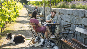 Keď nevieš, ako to povedať - Povedz to psom