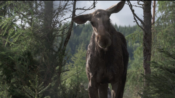 Amoosed: Losia odysea ako filmový rituál návratu k prírode