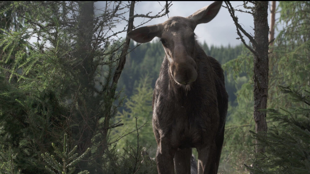 Amoosed: Losia odysea ako filmový rituál návratu k prírode