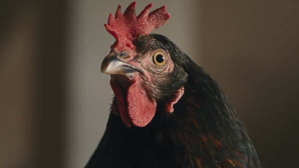 Provokatér György Pálfi prichádza do kín s čiernou komédiou SLIEPKA