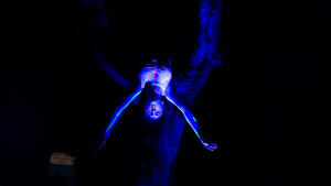 NOCTURNO 2025: téma krehkosti vo vizuálnom umení