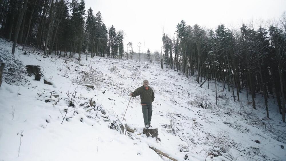 Čo sa deje v slovenských lesoch? Do kín prichádza HLAS LESA Zuzany Piussi