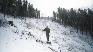 Čo sa deje v slovenských lesoch? Do kín prichádza HLAS LESA Zuzany Piussi