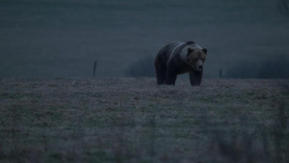 Nový film Zuzany Piussi HLAS LESA hovorí o veciach, ktoré nechceme počuť