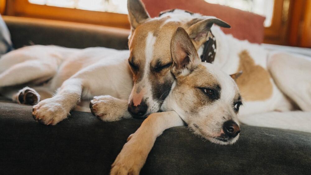 Gump: Sme dvojka - pozrite si zábery z pokračovania filmu o psom tulákovi