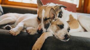 Gump: Sme dvojka - pozrite si zábery z pokračovania filmu o psom tulákovi