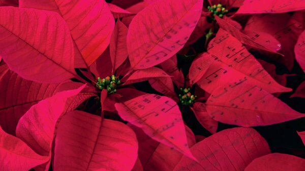 Slávnostný vianočný koncert Operného štúdia SND