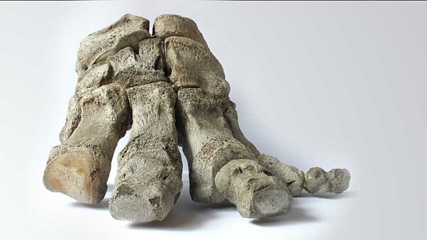 Prírodovedné múzeum - Dotknime sa minulosti. Paleontologická výstava pre žiakov s poruchou zraku