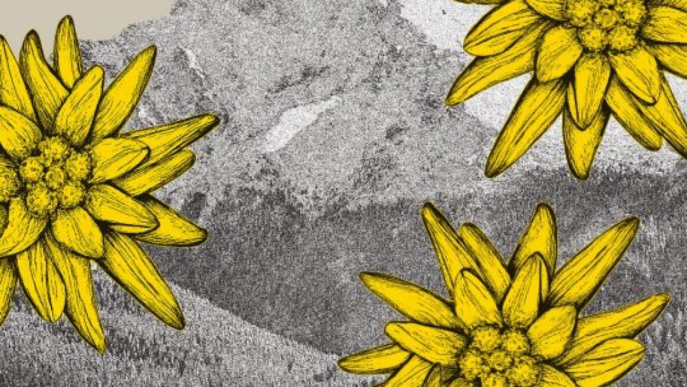 Obrázok v galérií - 1200x1600_websnd_slider_pes_na_ceste_dk.jpg