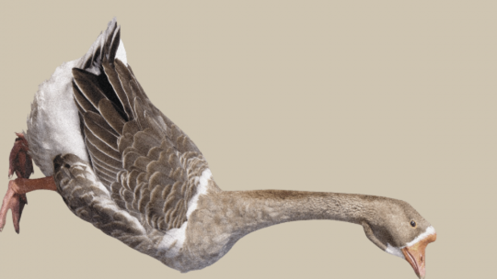 Obrázok v galérií - snd_1200x1600_web_slider_ako_sa_ivan_ivanovic.png