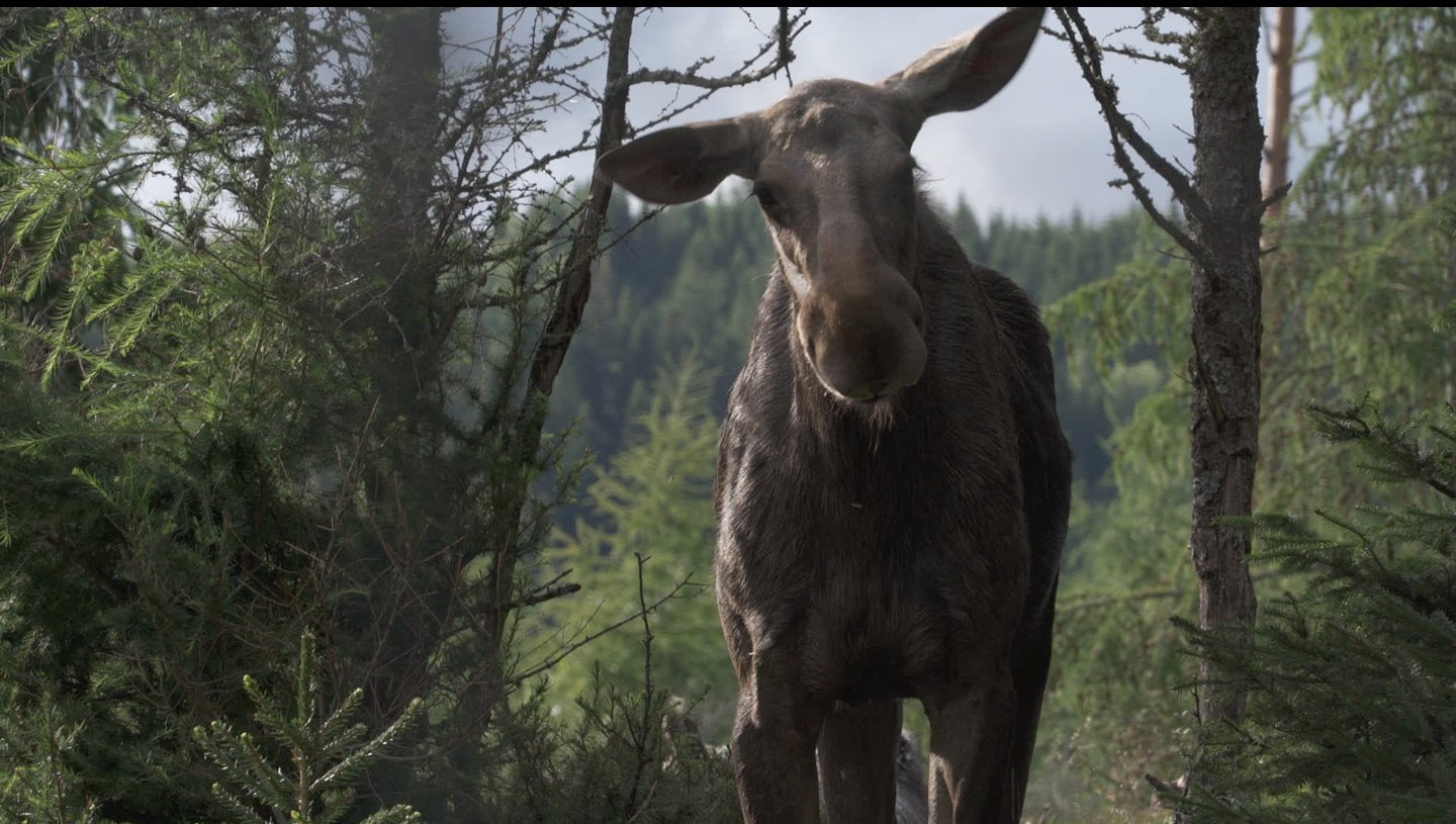 záber z filmu Amoosed