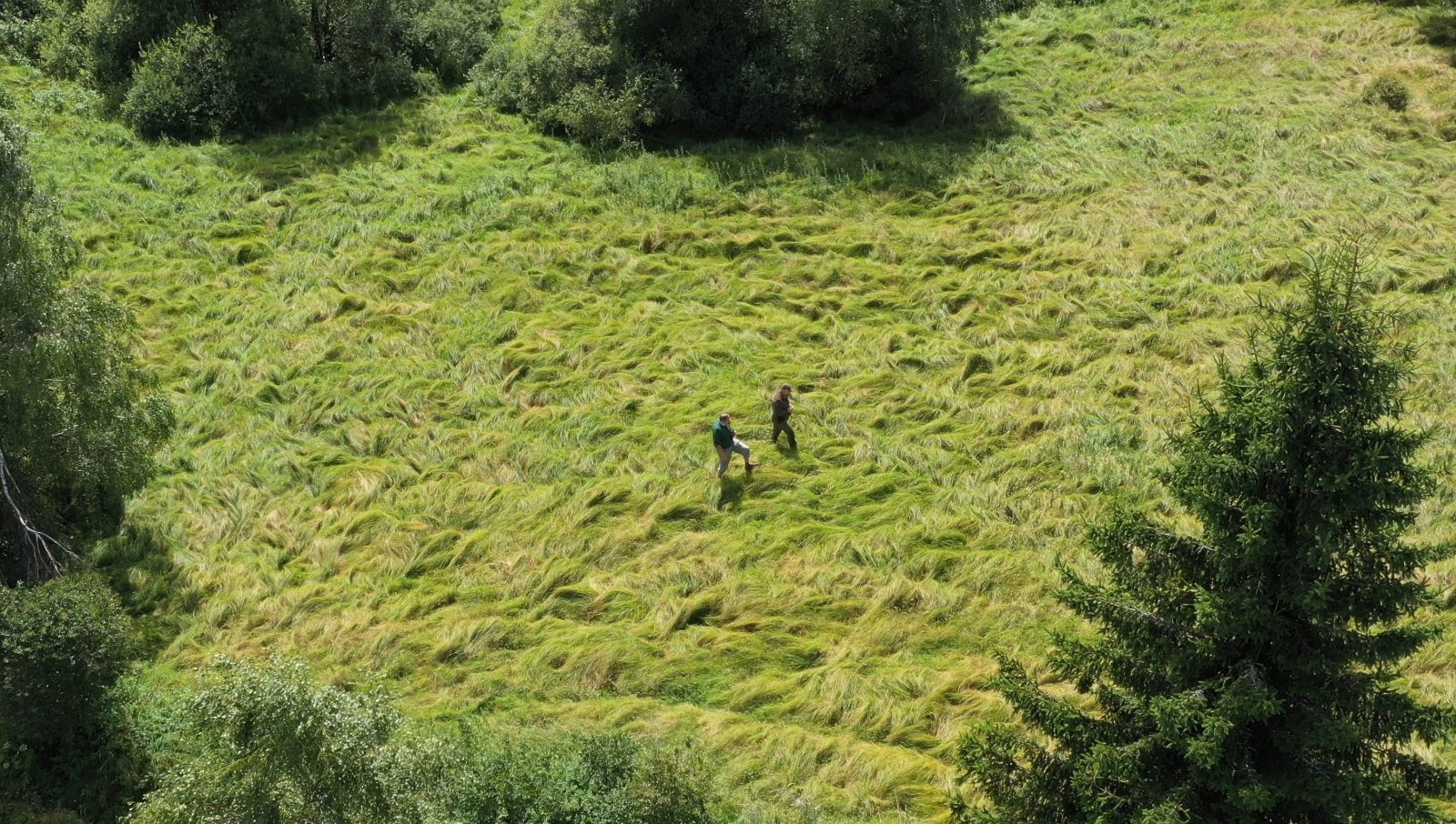 záber z filmu Amoosed