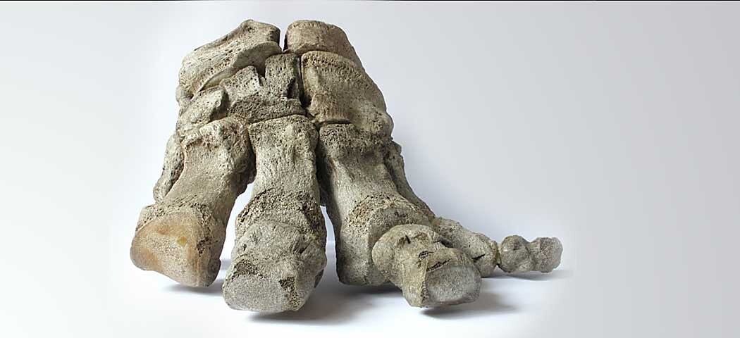 Dotknime sa minulosti. Paleontologická výstava pre žiakov s poruchou zraku