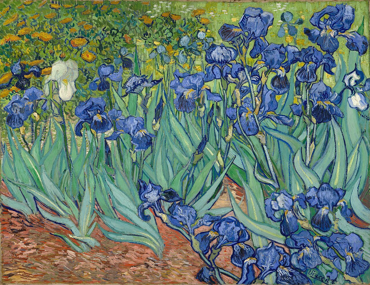 Kosatce / Irissen / Irises